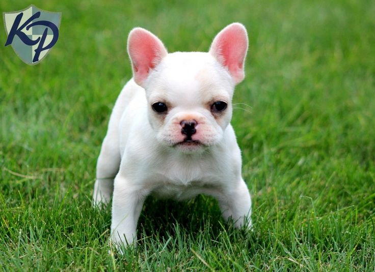35 Most Beautiful Black French Bulldog Pictures And Images
