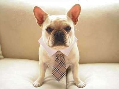 White French Bulldog Puppy With Tie