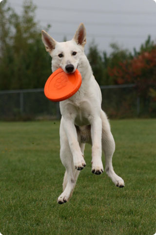 White German Shepherd Dog Catching Zisc In Air Picture