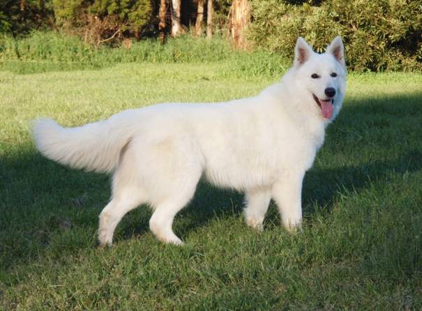White German Shepherd Dog In Lawn Picture