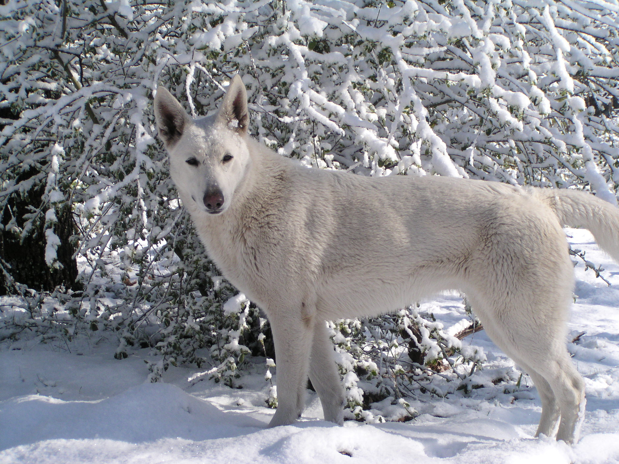 White German Shepherd Dog In Snow