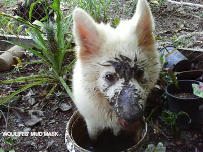 White German Shepherd Dog Playing With Mud
