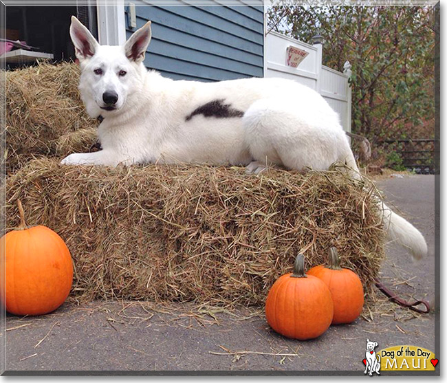 White German Shepherd Dog Pumpkins Picture