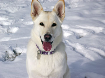 White German Shepherd Dog Sitting In Snow