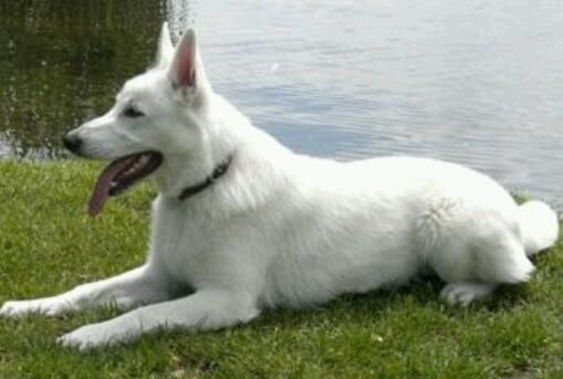 White German Shepherd Dog Sitting On Lake Side Picture