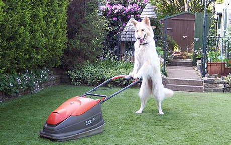 White German Shepherd Dog With Grass Cutter