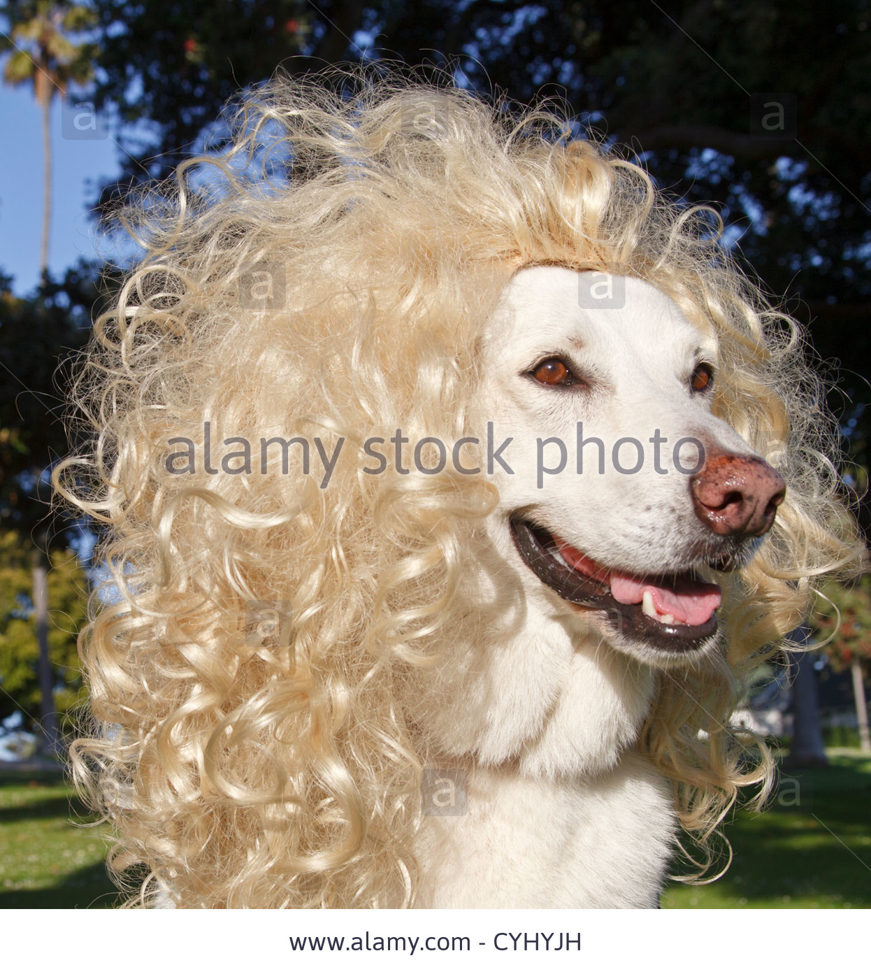 White German Shepherd Dog With Wig Picture