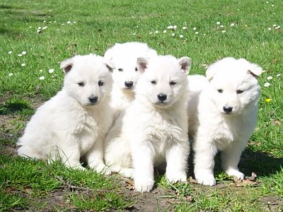 White German Shepherd Puppies Picture