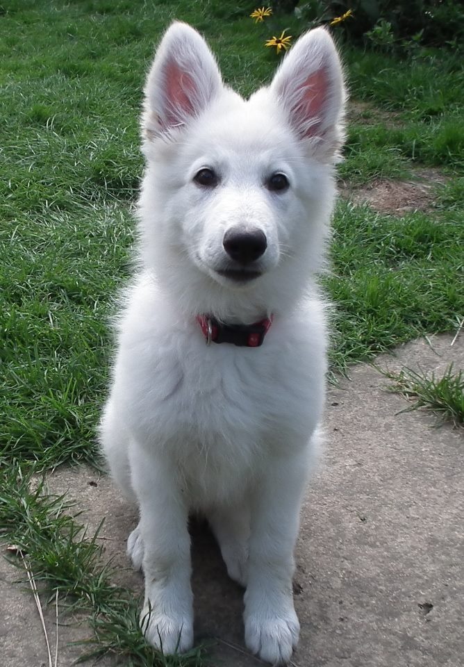 White German Shepherd Puppy Picture