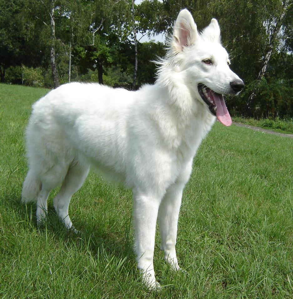 White German Shepherd Standing In Lawn
