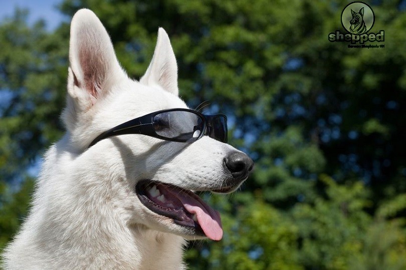 White German Shepherd With Sunglasses