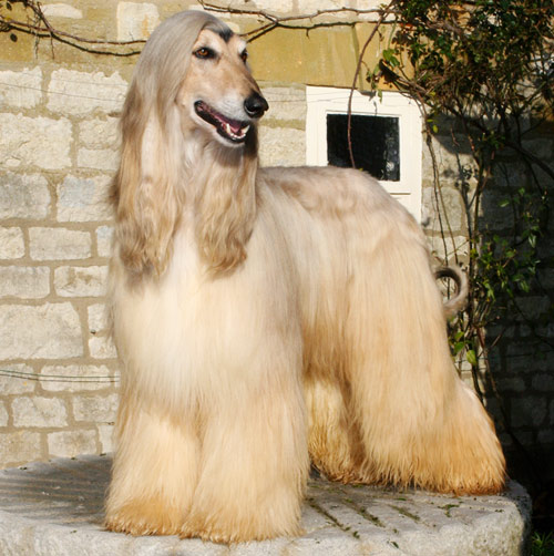 White Hairy Afghan Hound Dog Picture