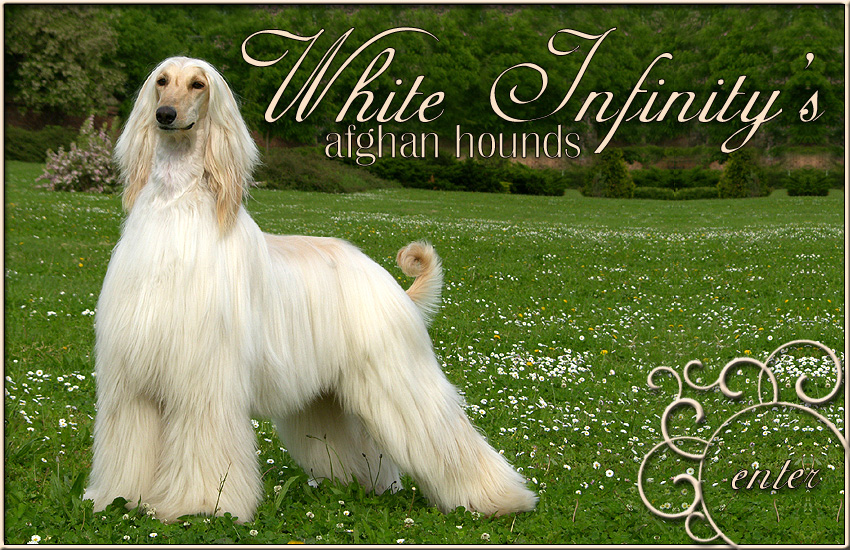 White Infinity Afghan Hounds