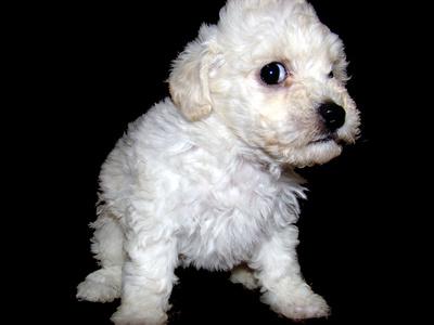 White Miniature Cockapoo Puppy Looking At You