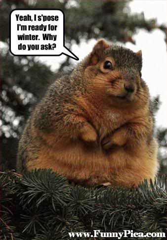 Yeh I Spose I Am Ready For Winter Why Do You Ask Funny Squirrel Meme
