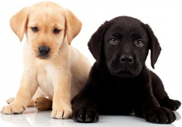 Yellow And Black Cute Little Labrador Retriever Puppies Picture