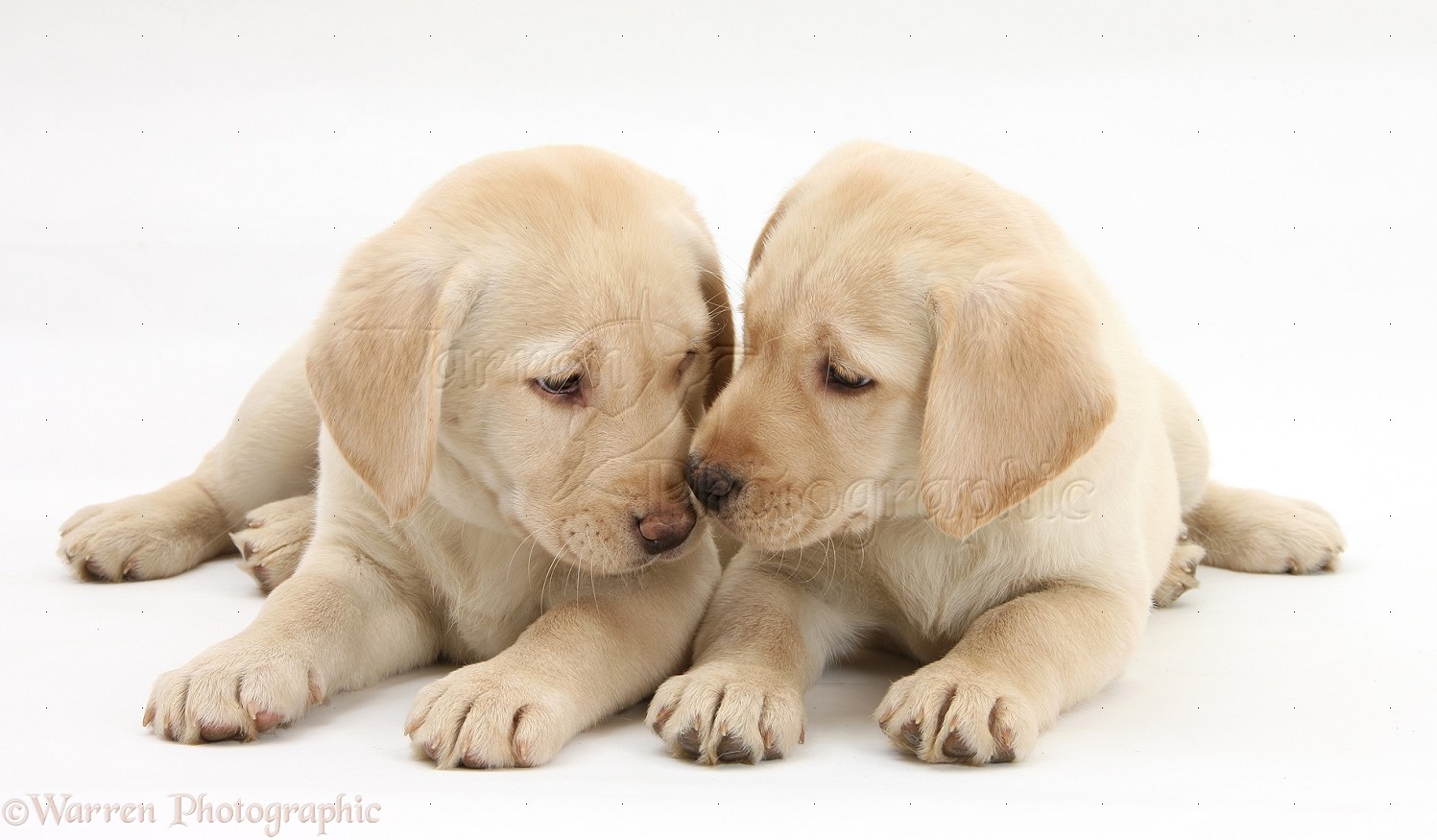 Yellow Labrador Retriever Cute Puppies