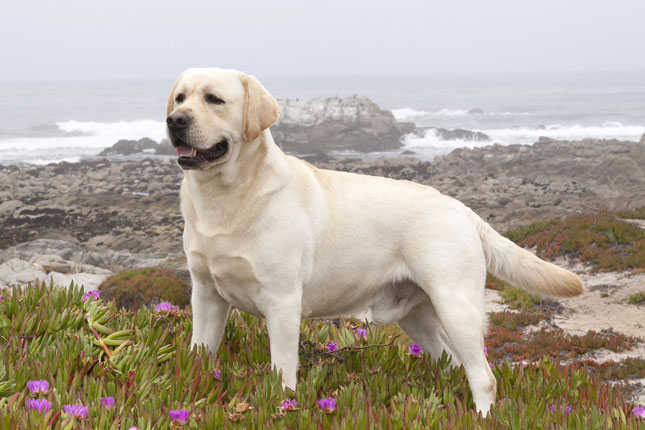 Yellow Labrador Retriever Dog Image