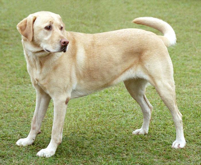 Yellow Labrador Retriever Dog Picture