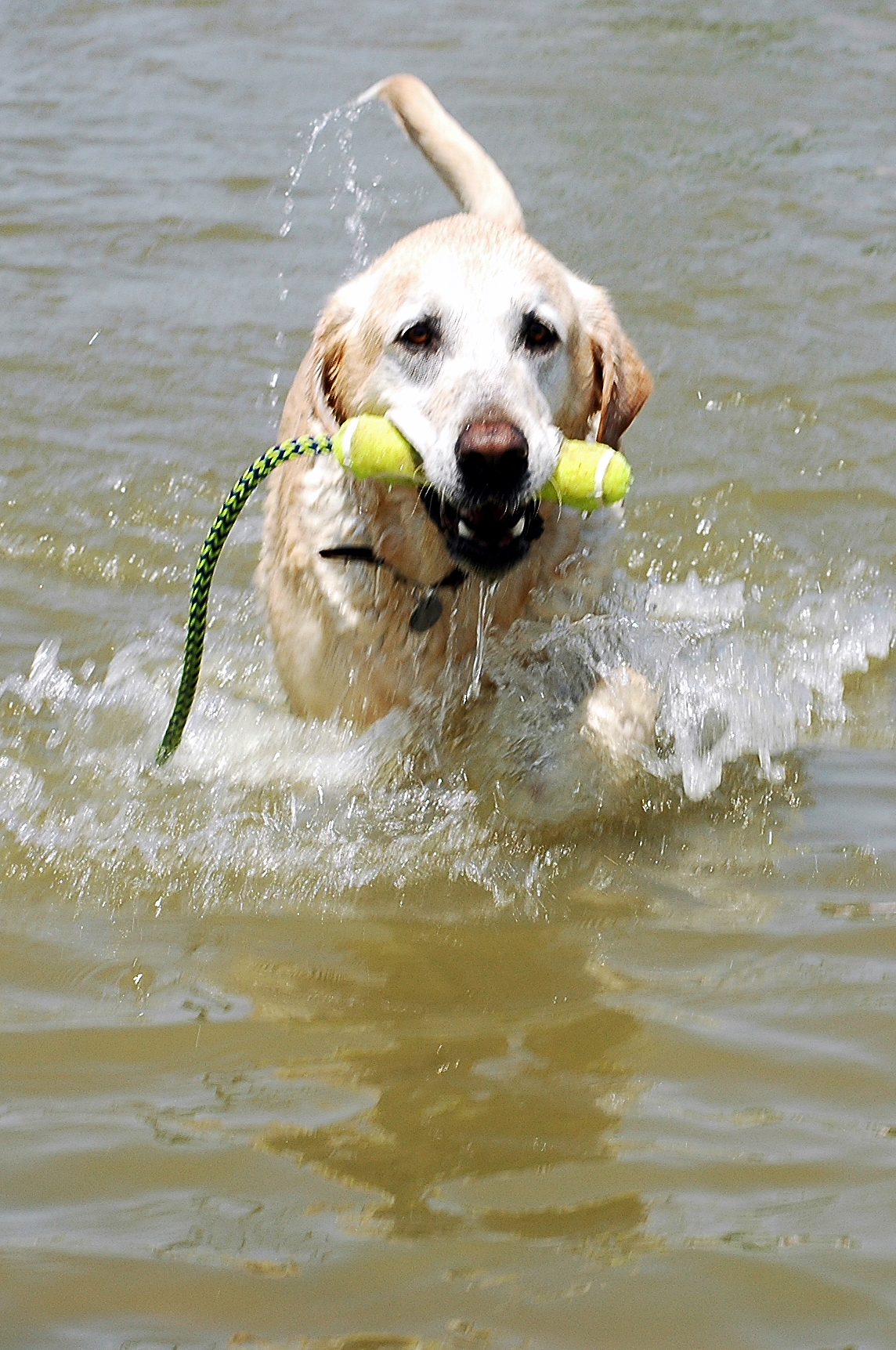 Yellow Labrador Retriever Dog Swimming Picture