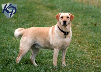 Yellow Labrador Retriever Dog