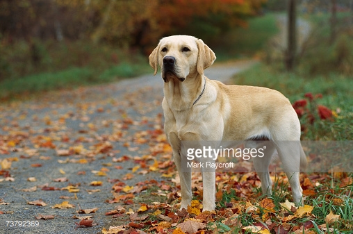 Yellow Labrador Retriever In Autumn Season Picture