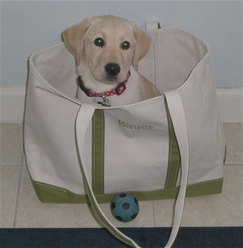Yellow Labrador Retriever In Bag