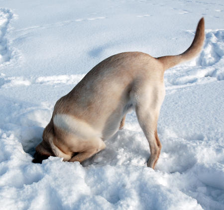 Yellow Labrador Retriever In Snow