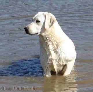 Yellow Labrador Retriever In Water