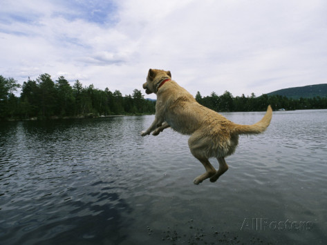 Yellow Labrador Retriever Jumps Into A Lake
