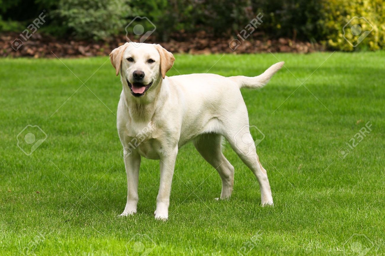 Yellow Labrador Retriever On Green Grass
