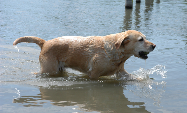 Yellow Labrador Retriever Playing In Water