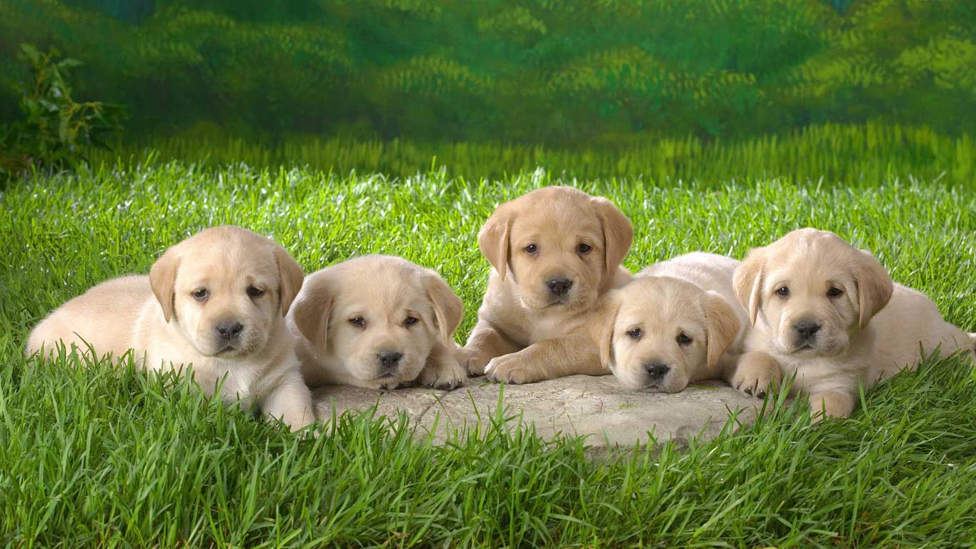 Yellow Labrador Retriever Puppies Sitting In Grass Picture