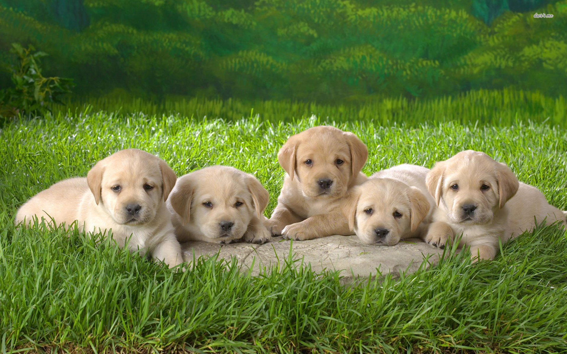 Yellow Labrador Retriever Puppies Sitting On Grass HD Wallpaper