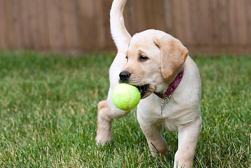 Yellow Labrador Retriever Puppy Playing With Ball