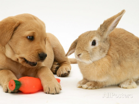 Yellow Labrador Retriever Puppy With Bunny