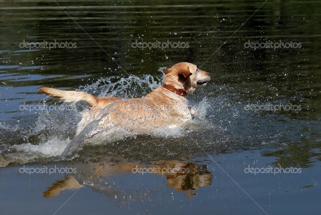 Yellow Labrador Retriever Running In Water