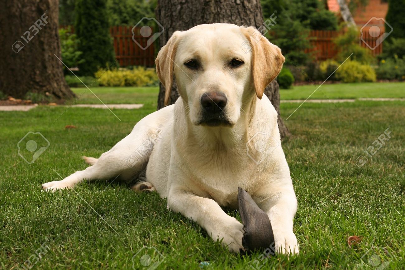 Yellow Labrador Retriever Sitting On Green Grass