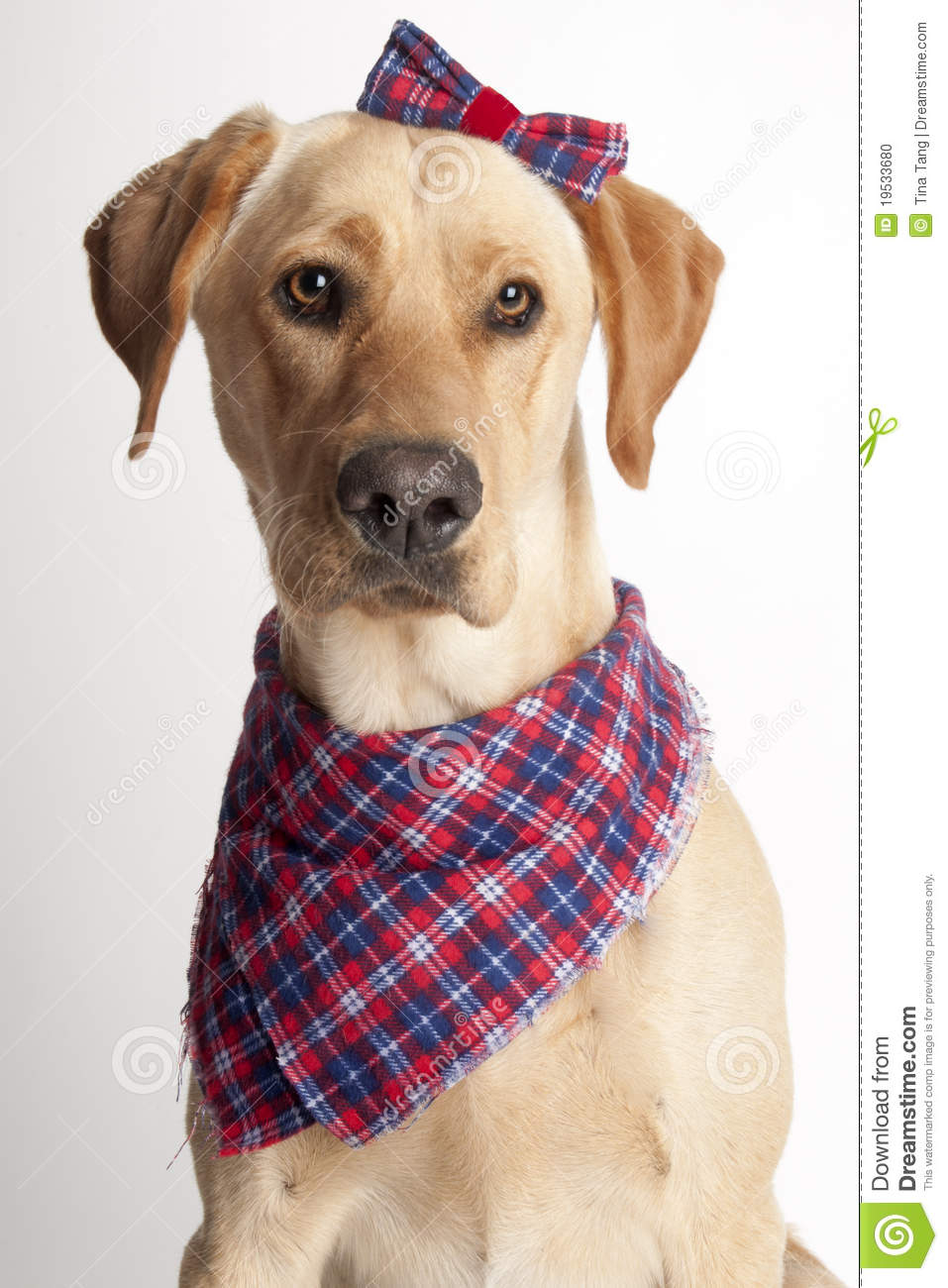 Yellow Labrador Retriever Wearing Bow And Bandanna