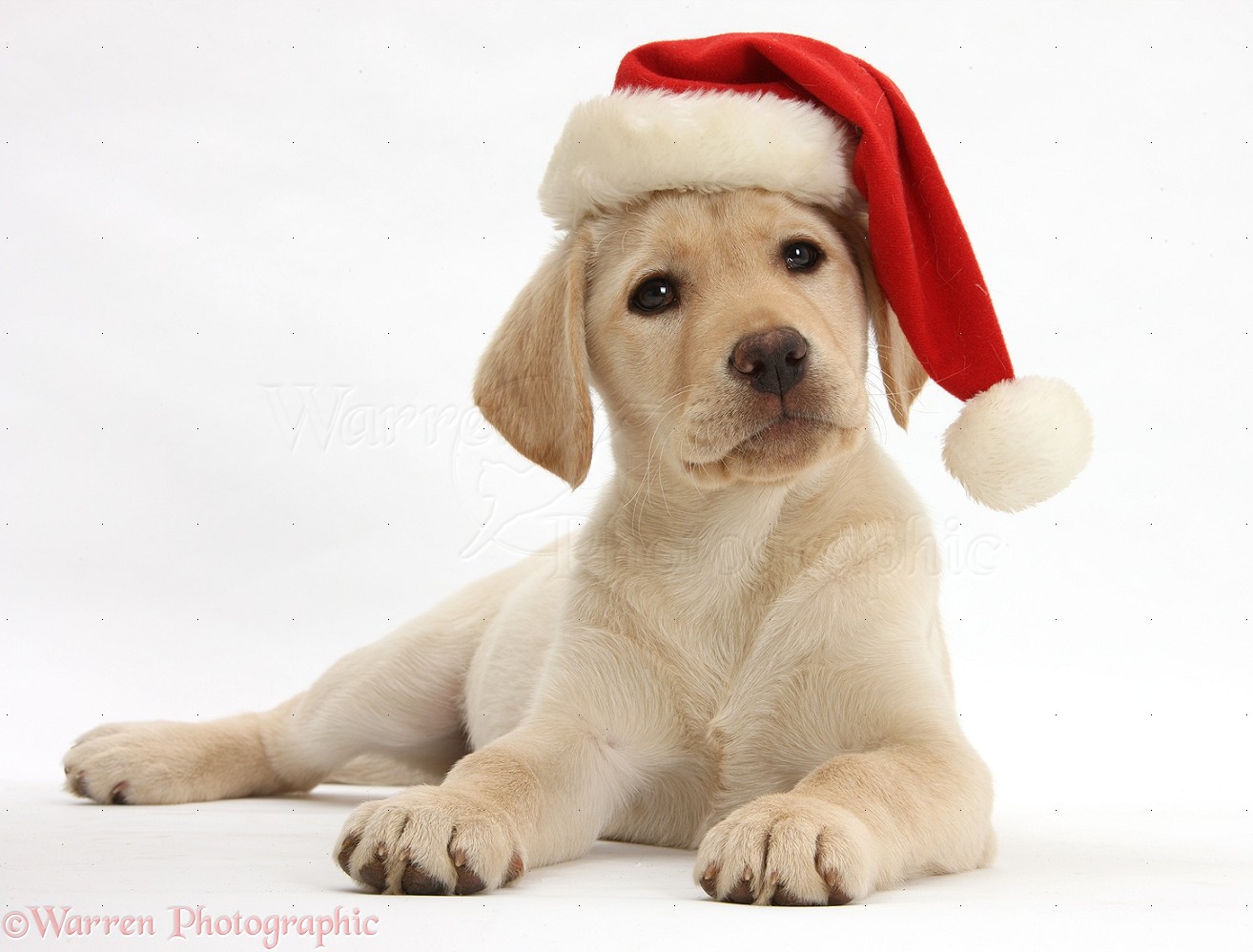 Yellow Labrador Retriever Wearing Santa Claus Cap