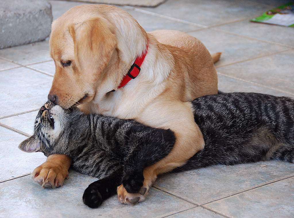 Yellow Labrador Retriever With Cat Loving Picture