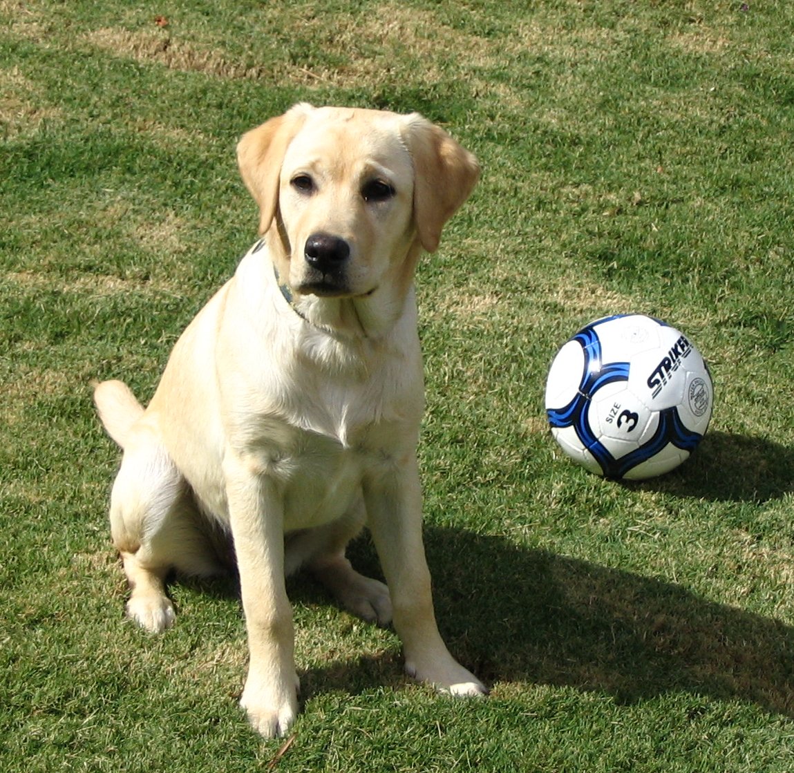 Yellow Labrador Retriever With Football