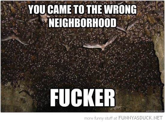 You Came To The Wrong Neighborhood Fucker Funny Bat Meme