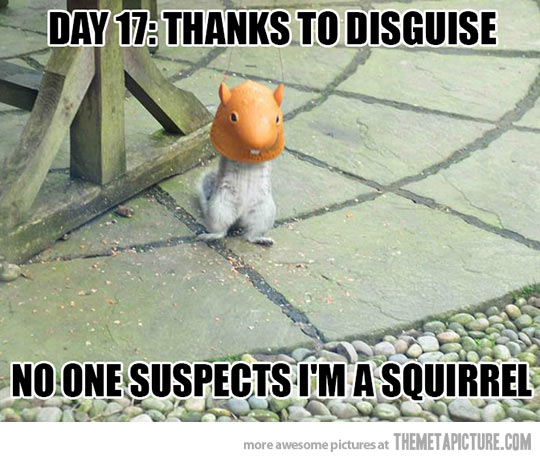 Thanks To Disguise No One Suspects I Am A Squirrel Funny Meme