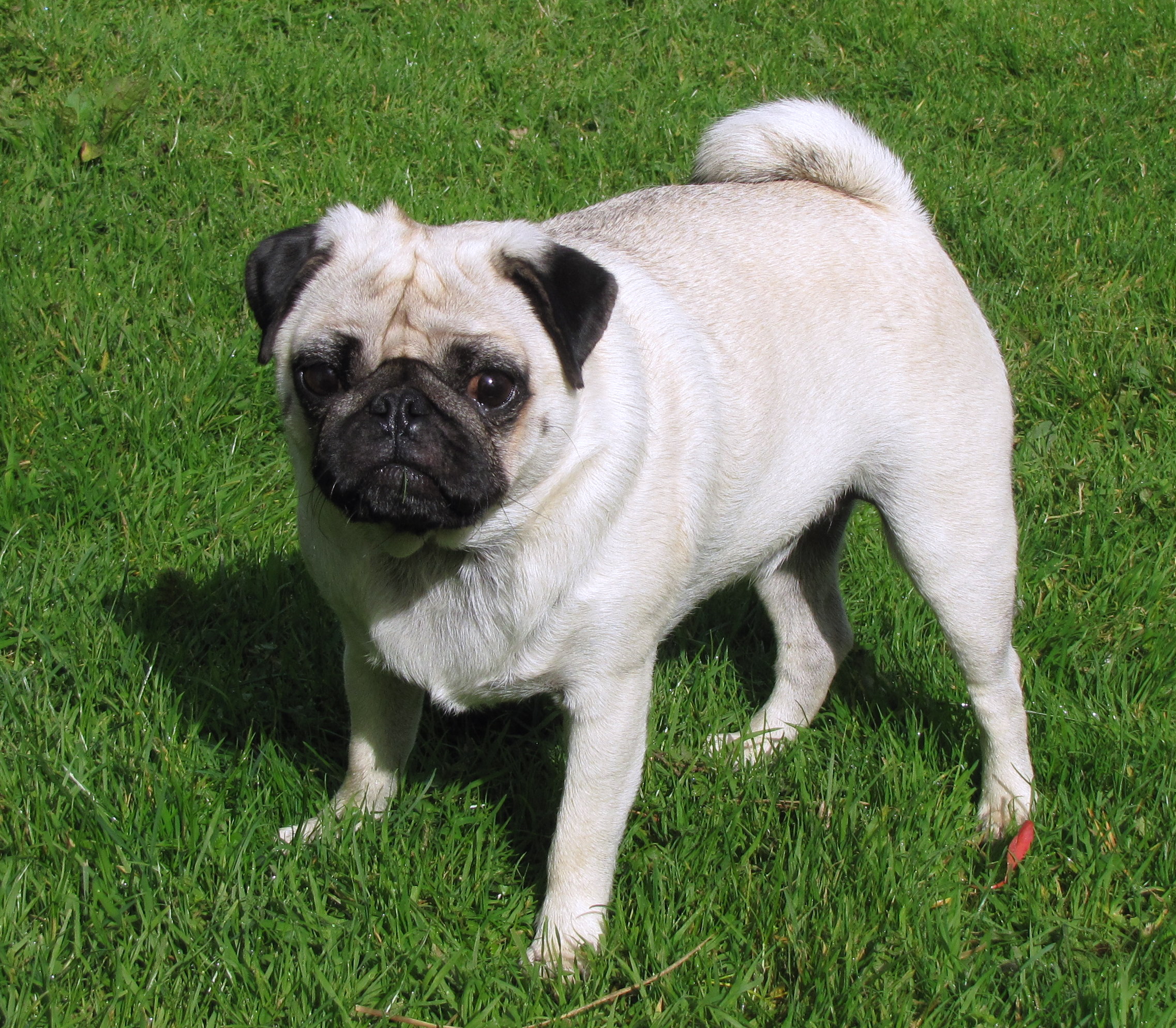 2 Year Old Fawn Pug Puppy Standing On Grass