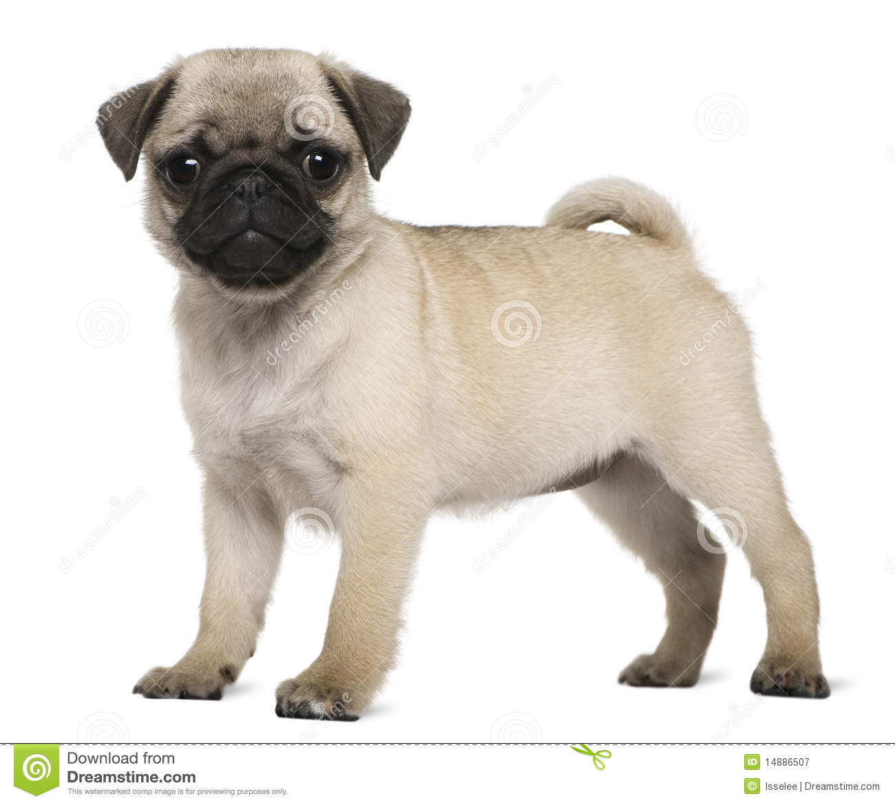 3 Months Old Fawn Pug Puppy