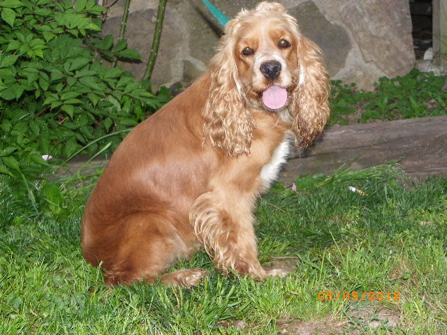 Adult Cocker Spaniel Dog Picture