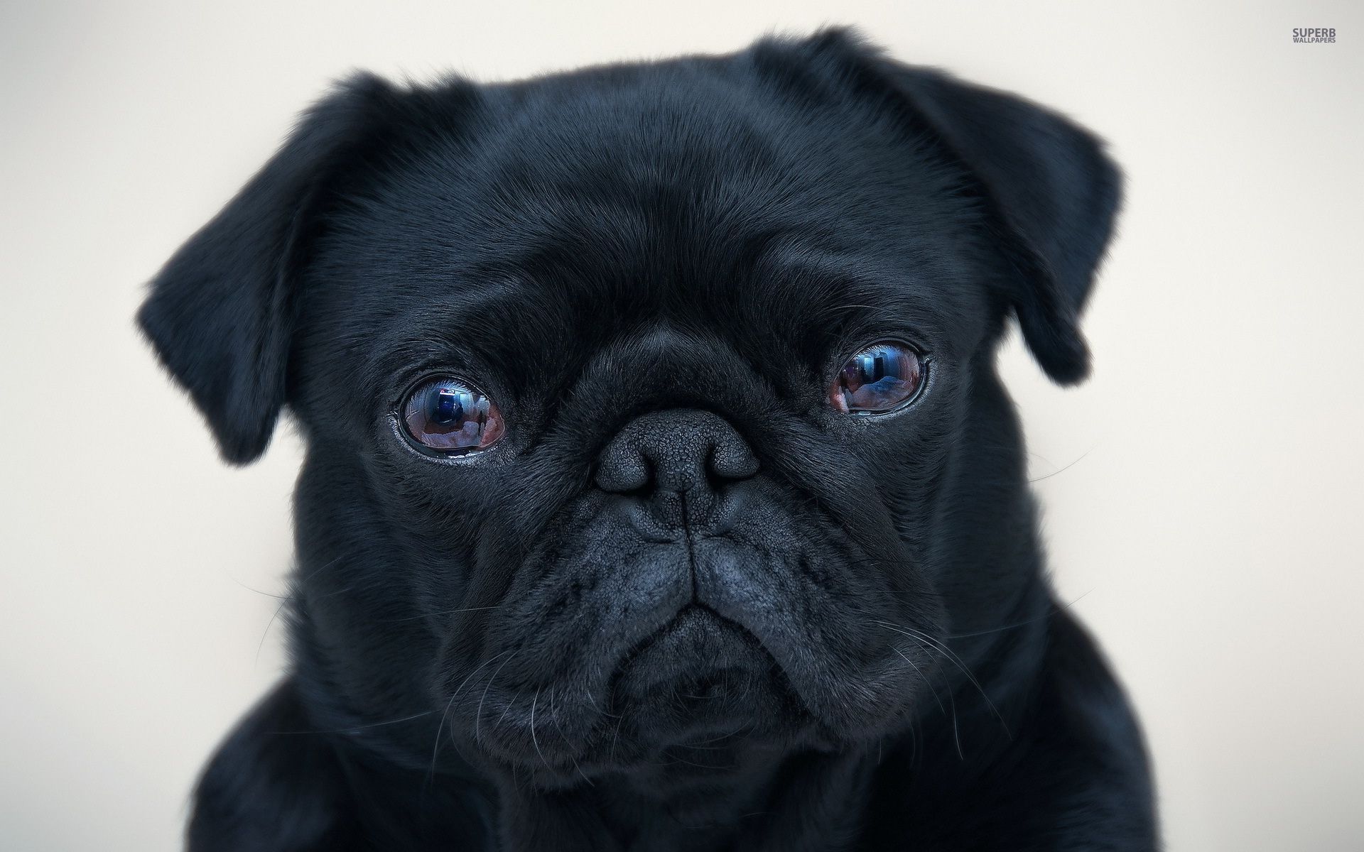 Angry Black Pug Dog