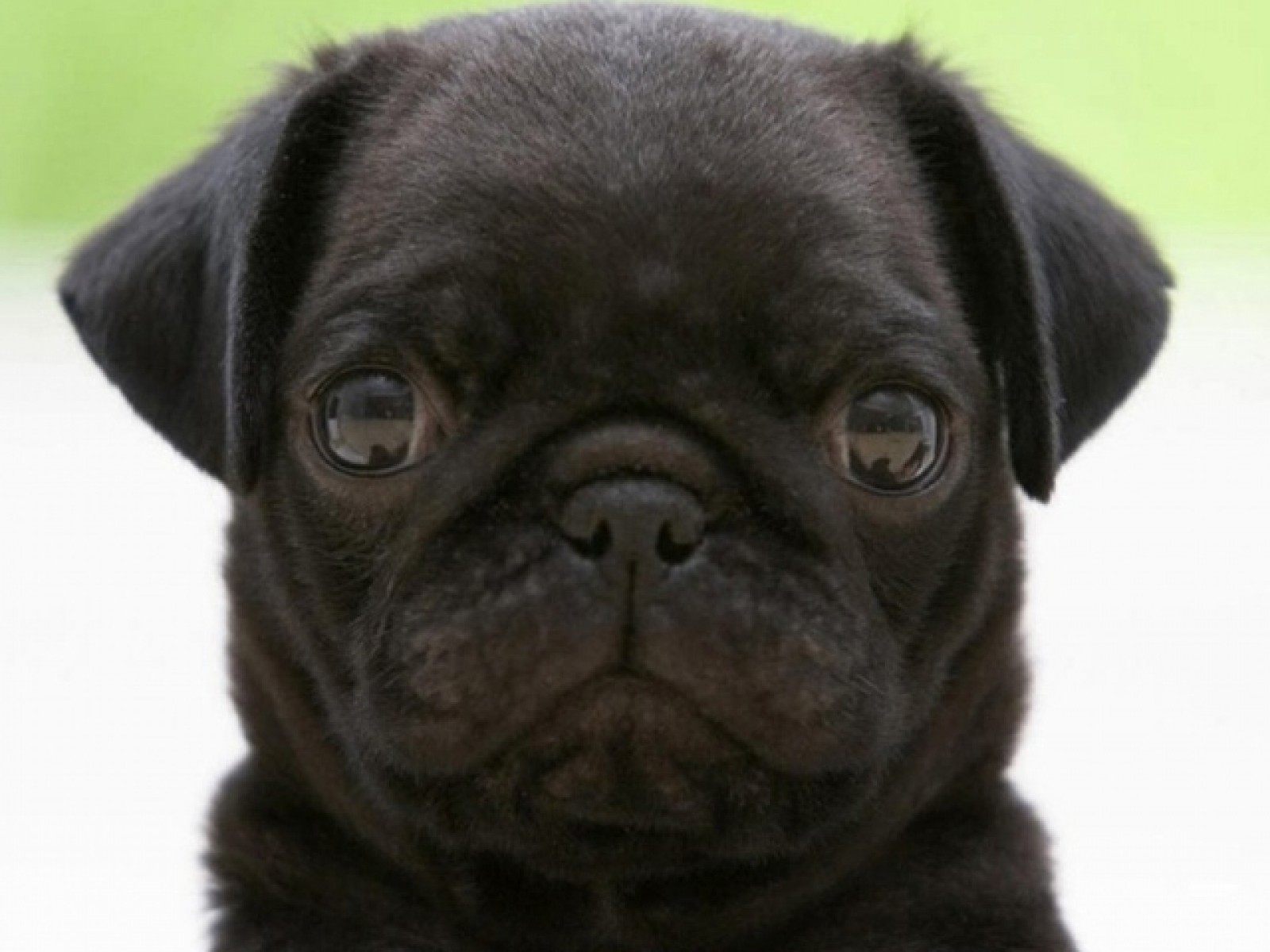 Angry Black Pug