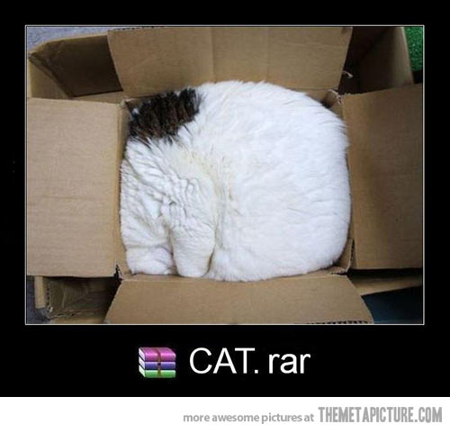 Animal Sleeping In Box Funny Picture